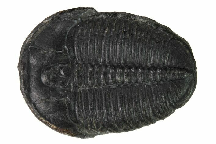 Elrathia Trilobite Fossil - Utah #169487